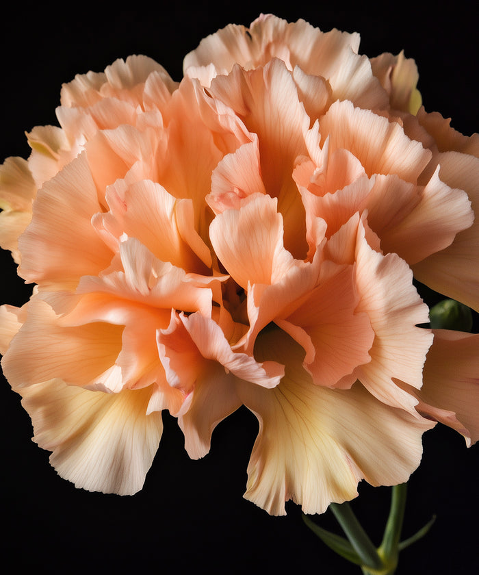 Carnation