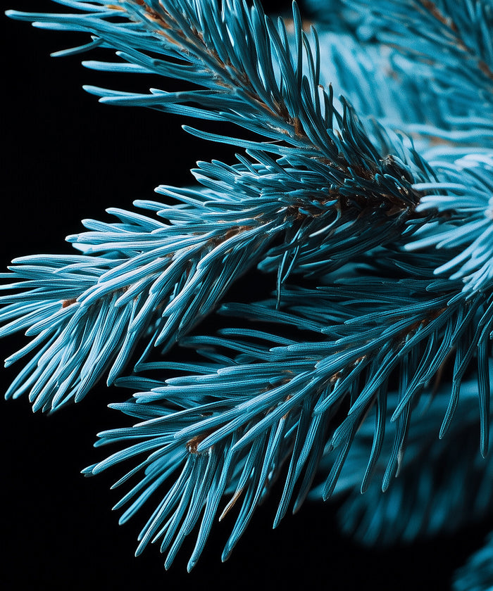 Blaue Tanne