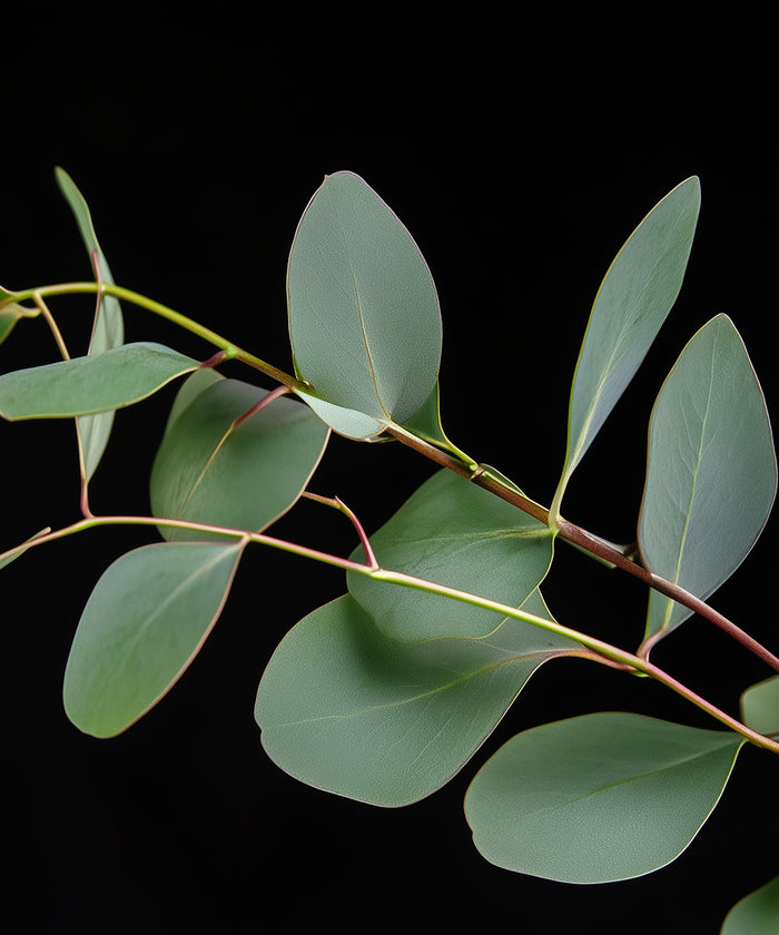 Eucalyptus