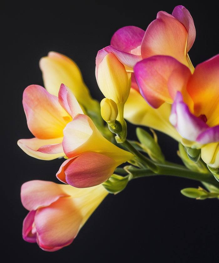 Freesie