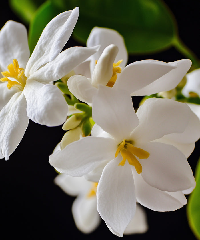 Jasmin