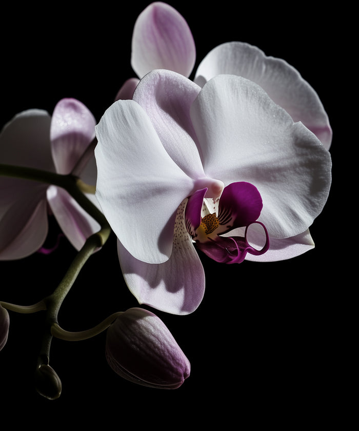 Orchids
