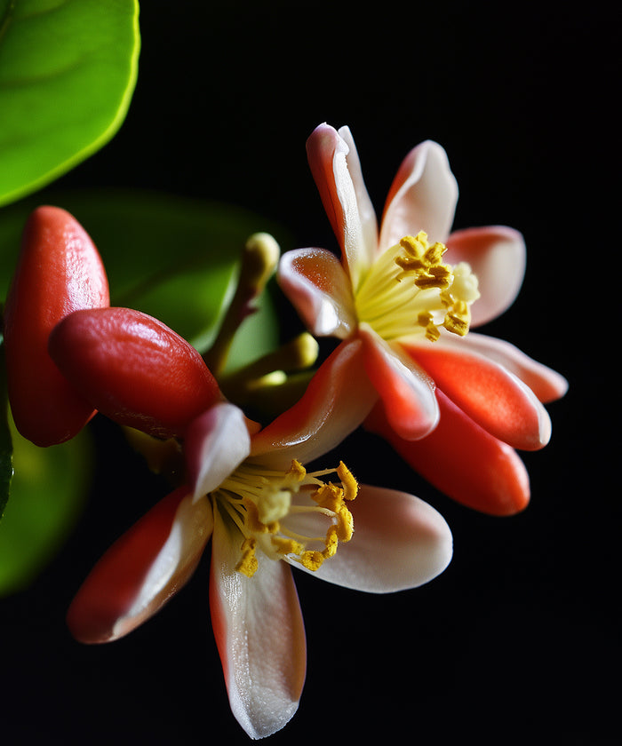 Neroli