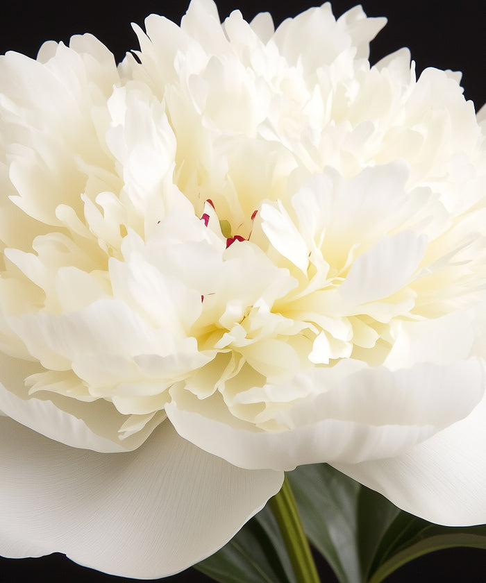 White peony